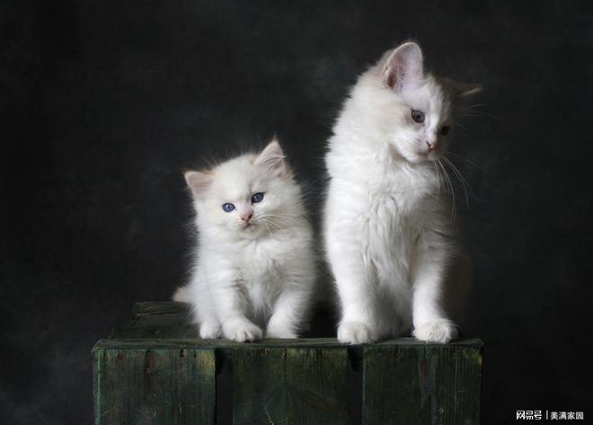 ?新手必看的猫粮推荐排行榜最新最好开元棋牌app哪款猫粮比较好值得买(图2) ?新手必看的猫粮推荐排行榜最新最好开元棋牌app哪款猫粮比较好值得买(图2)