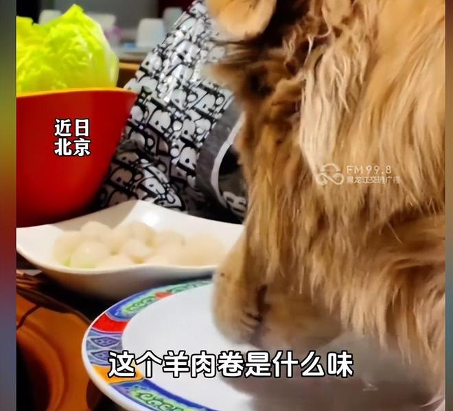 脸曝光是惯犯逆天言论被扒还在旅游开元棋牌女子带狗上桌吃肉后续:正(图4) 脸曝光是惯犯逆天言论被扒还在旅游开元棋牌女子带狗上桌吃肉后续:正(图4)