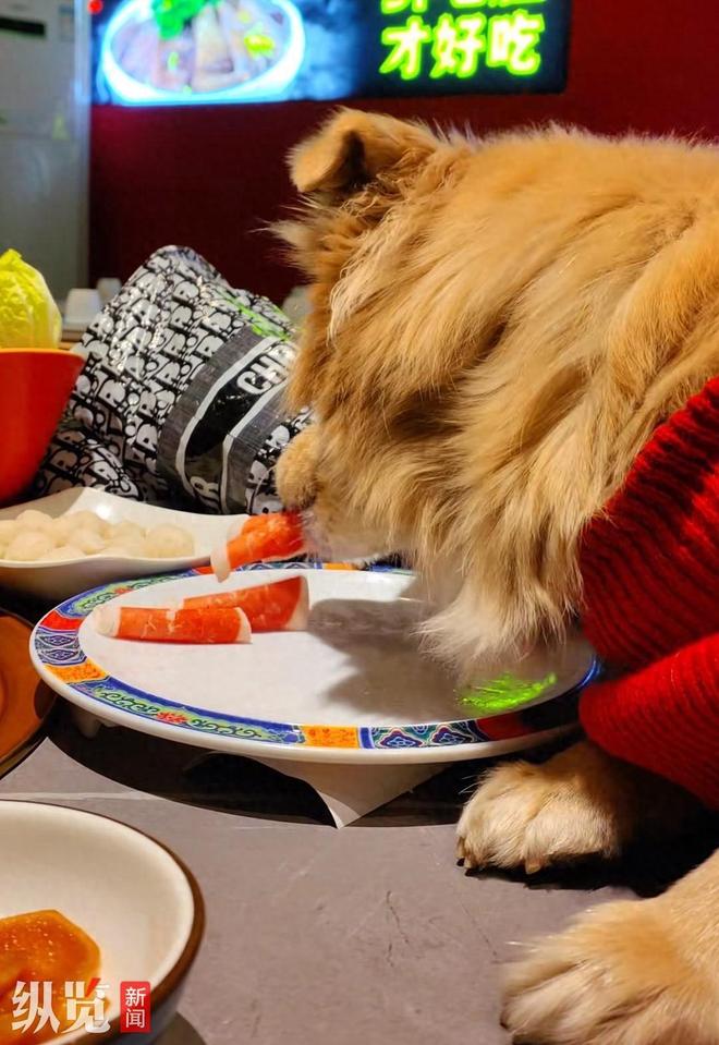 脸曝光是惯犯逆天言论被扒还在旅游开元棋牌女子带狗上桌吃肉后续:正(图15) 脸曝光是惯犯逆天言论被扒还在旅游开元棋牌女子带狗上桌吃肉后续:正(图15)