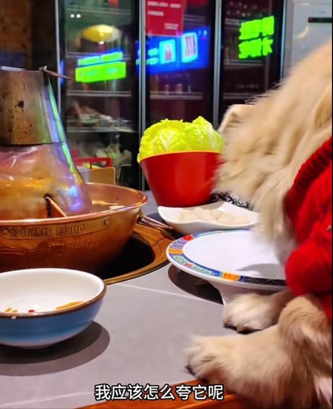 脸曝光是惯犯逆天言论被扒还在旅游开元棋牌女子带狗上桌吃肉后续:正(图7) 脸曝光是惯犯逆天言论被扒还在旅游开元棋牌女子带狗上桌吃肉后续:正(图7)