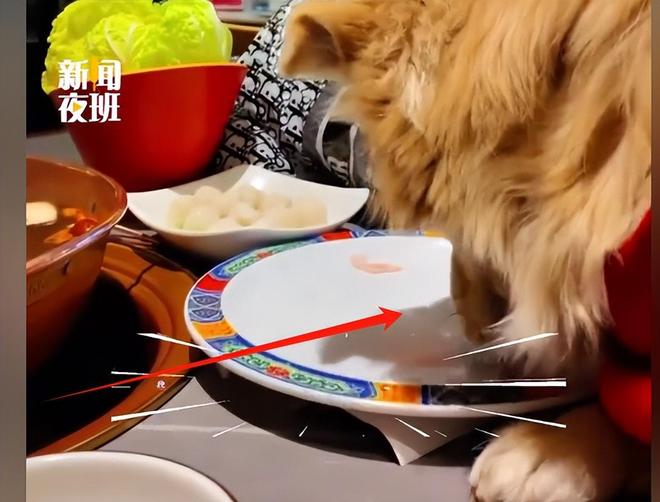 脸曝光是惯犯逆天言论被扒还在旅游开元棋牌女子带狗上桌吃肉后续:正(图17) 脸曝光是惯犯逆天言论被扒还在旅游开元棋牌女子带狗上桌吃肉后续:正(图17)